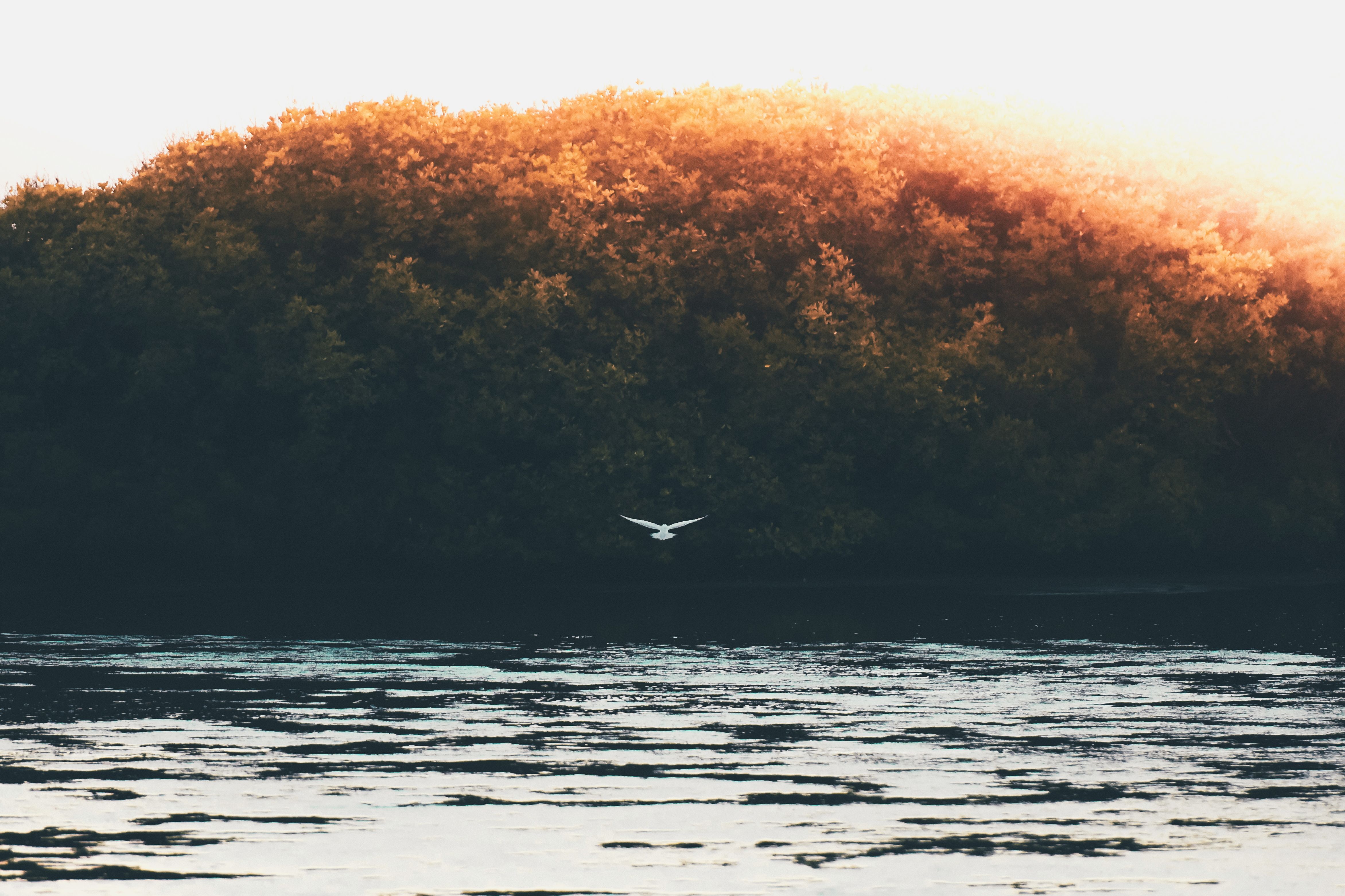 Birds of Addu City wetlands