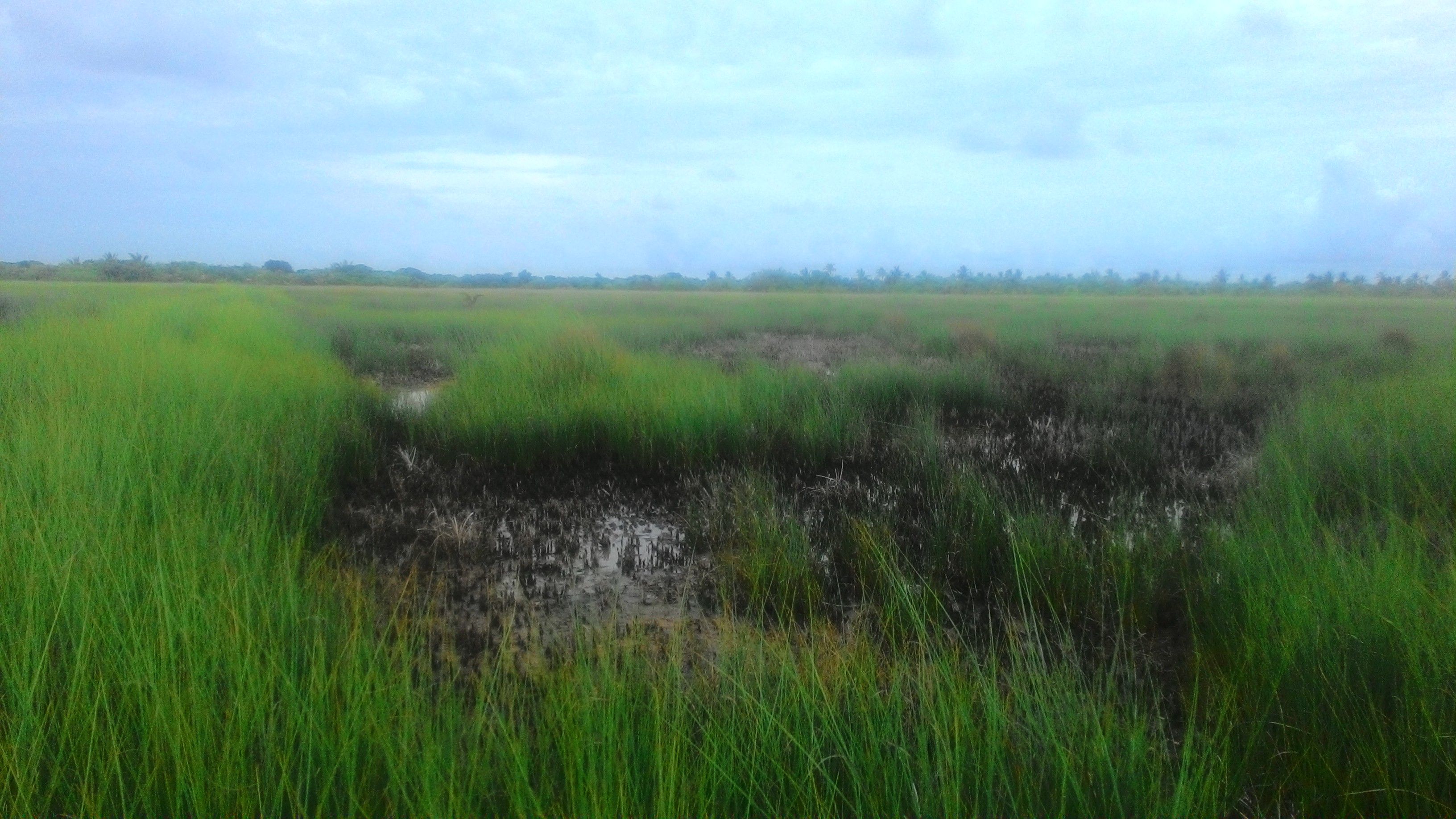 Mathikilhi freshwater wetland marsh
