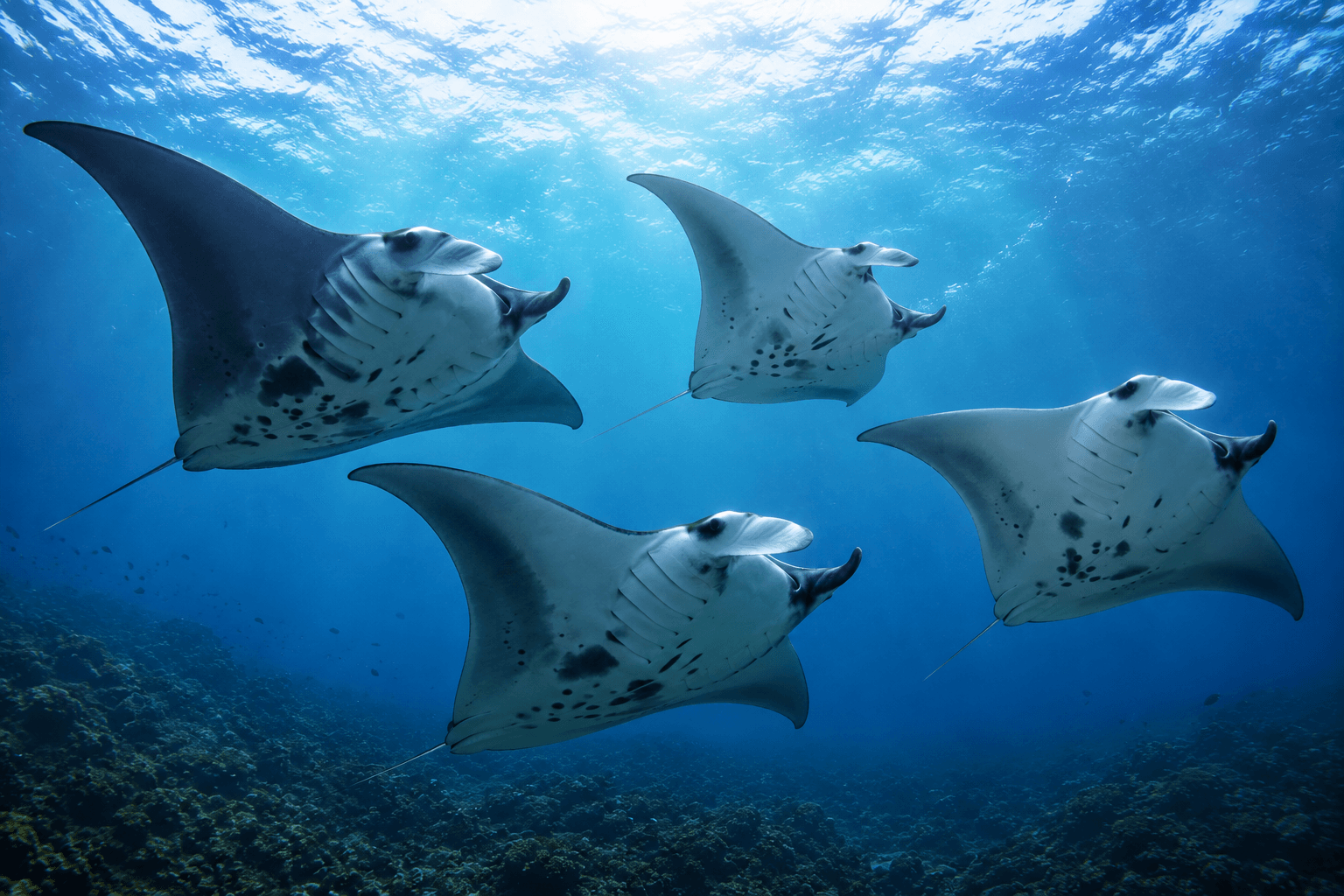 Tropical reef fish in Addu waters