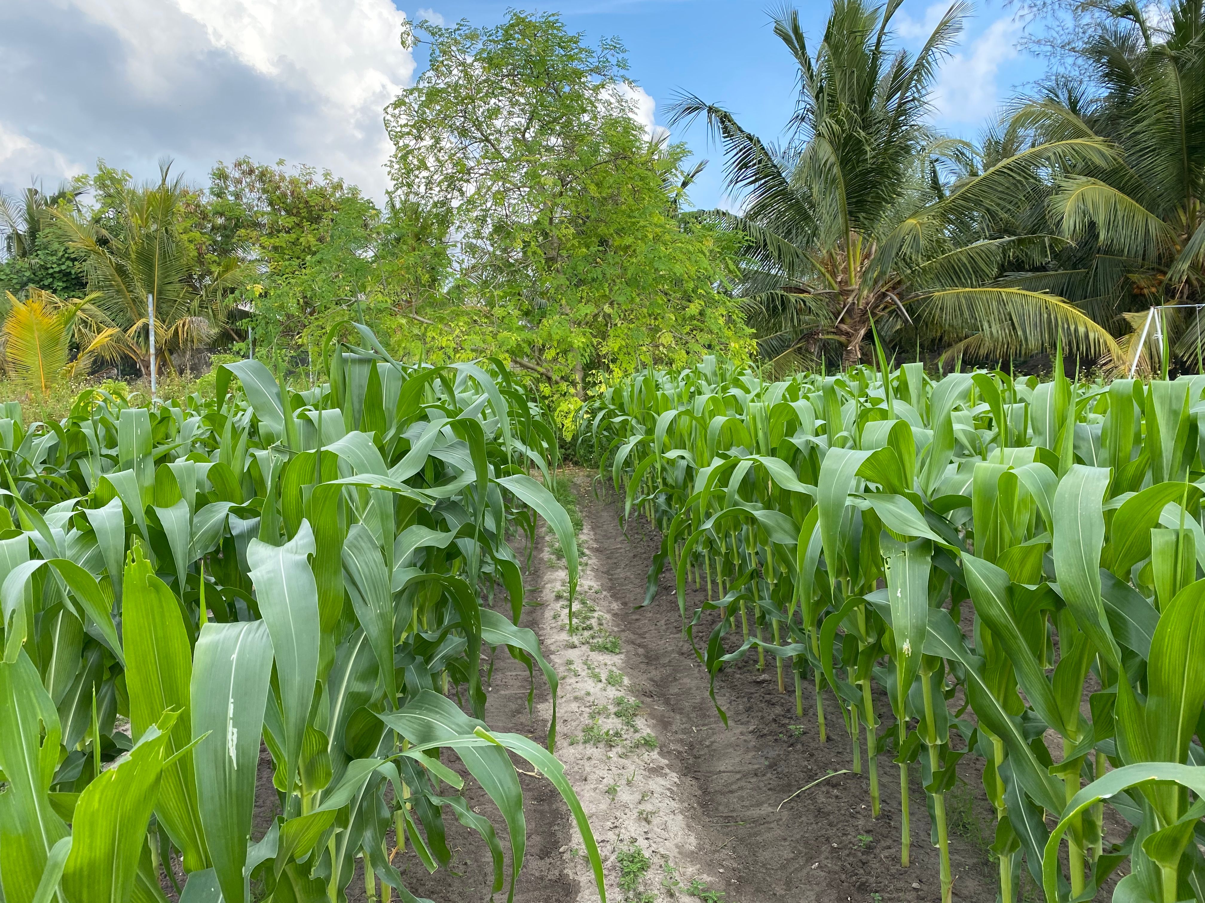 Lush tropical vegetation on Meedhoo